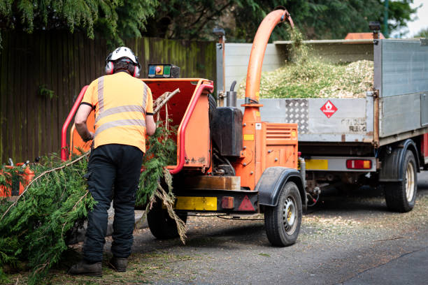 Best Lawn Renovation and Restoration  in Terryville, CT